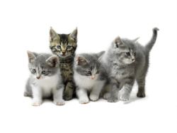 FREE Kitten Health Checks in Cara Veterinary Group 