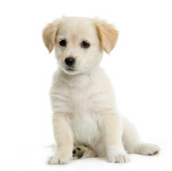 1 6 Puppy