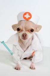 Veterinary Services