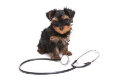 FREE Puppy Checks in Cara Veterinary Group 