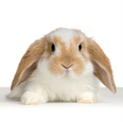 Caring for Rabbits 