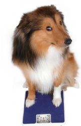 Weight watchers for pets