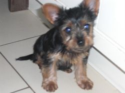 2009.08.08 yorkie
