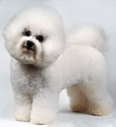 Bichon Frise Groom