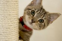 Cat Boarding