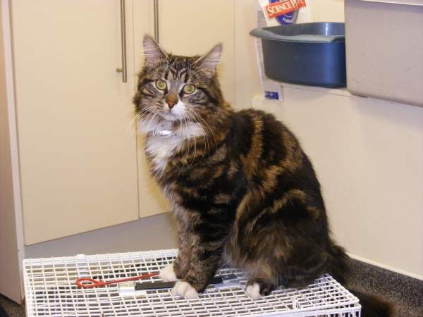 Long+haired+tabby+cat+