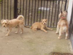 Davids Dogs Elvis  Tammi and Leo