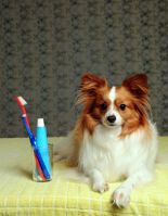 Dental Care for  Small Animals