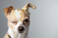 Eye Care for Small Animals