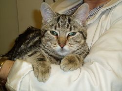 Found cat on 8th June 2009