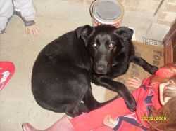 Found dog in Balbriggan area on 23rd February 2009