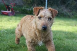 Found dog in Blanchardstown on 16th March 2009