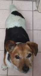 Found dog in Blarney area on 18th June 2009