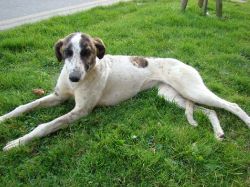 Found dog in Cherrywood area on 23rd February 2009