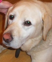 Found dog in Donaghmede on 1st May 2009