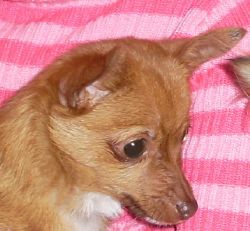 Found dog in Dublin 8 on 17th February 2009