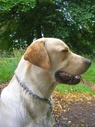Found dog in Phoenix Park on 3rd August 2009