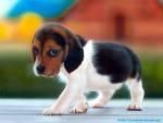 Free puppy health check