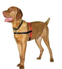 Halti Harness