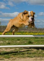 Wellness Programs for Small Animals