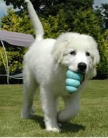 Kong Puppy