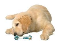 Kong Puppy Bone