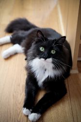 Lost cat Coco in Celbridge on 26th July 2009