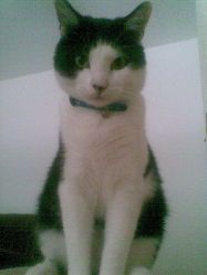 Lost cat Frankie from Leixlip on 6th August 2009