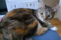 Lost cat Mindi in Blanchardstown on 28th March 2009