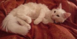 Lost cat Minxy on 23rd August 2009