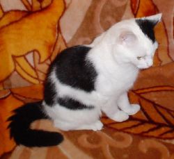 Lost cat Sema from Galway on 28th July 2009