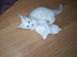 Lost cat Tinker in Lusk area on 19th February 2009