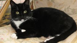 Lost cat from Castleknock on 13th July 2009