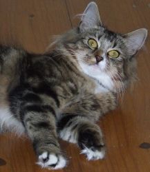 Lost cat from Kill on 23rd June 2009