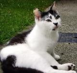 Lost cat from Naas on 30th July 2009