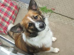 Lost dog in Ballydribeen on 6th June 2009