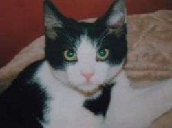 Lost cat in Finglas on 27th June 2009