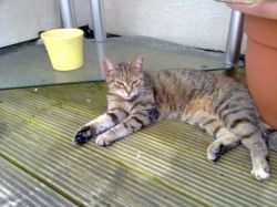 Lost cat in Finglas on 6th July 2009