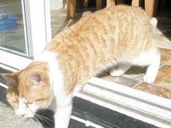 Lost cat on 24th May 2009