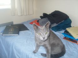 Lost cat on 7th March 2009