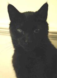 Lost cat on 8th May 2009