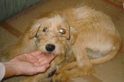 Lost dog Bailey on 16th March 2009