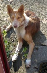 Lost dog Banjo in Wicklow on 24th February 2009
