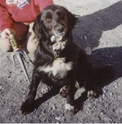 Lost dog Cleo near Carrick on Suir on Wednesday 22nd April 2009