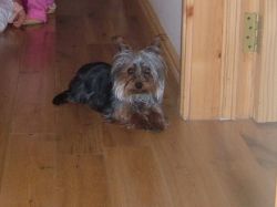 Lost dog Hamish in Heathstown on Tuesday 14th April 2009
