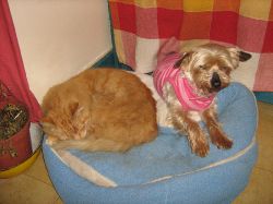 Lost dog Honey on 5th May