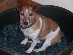 Lost dog Jack from Lucan on 23rd July 2009