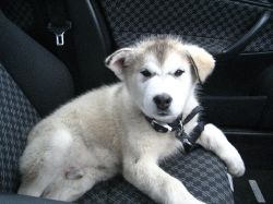 Lost dog Kodi on 5th March 2009