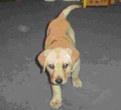 Lost dog Lucky from Finglas on 23rd March 2009