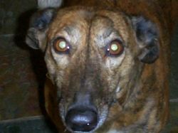 Lost dog Lucy in Enfield area on 13th April 2009